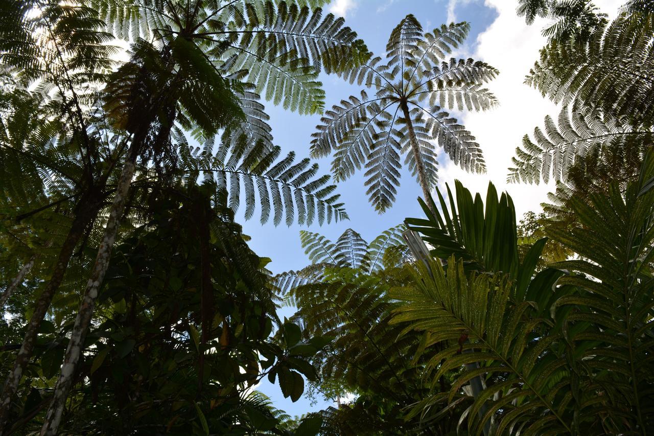 Rainforest Eco Lodge Suva Exterior foto