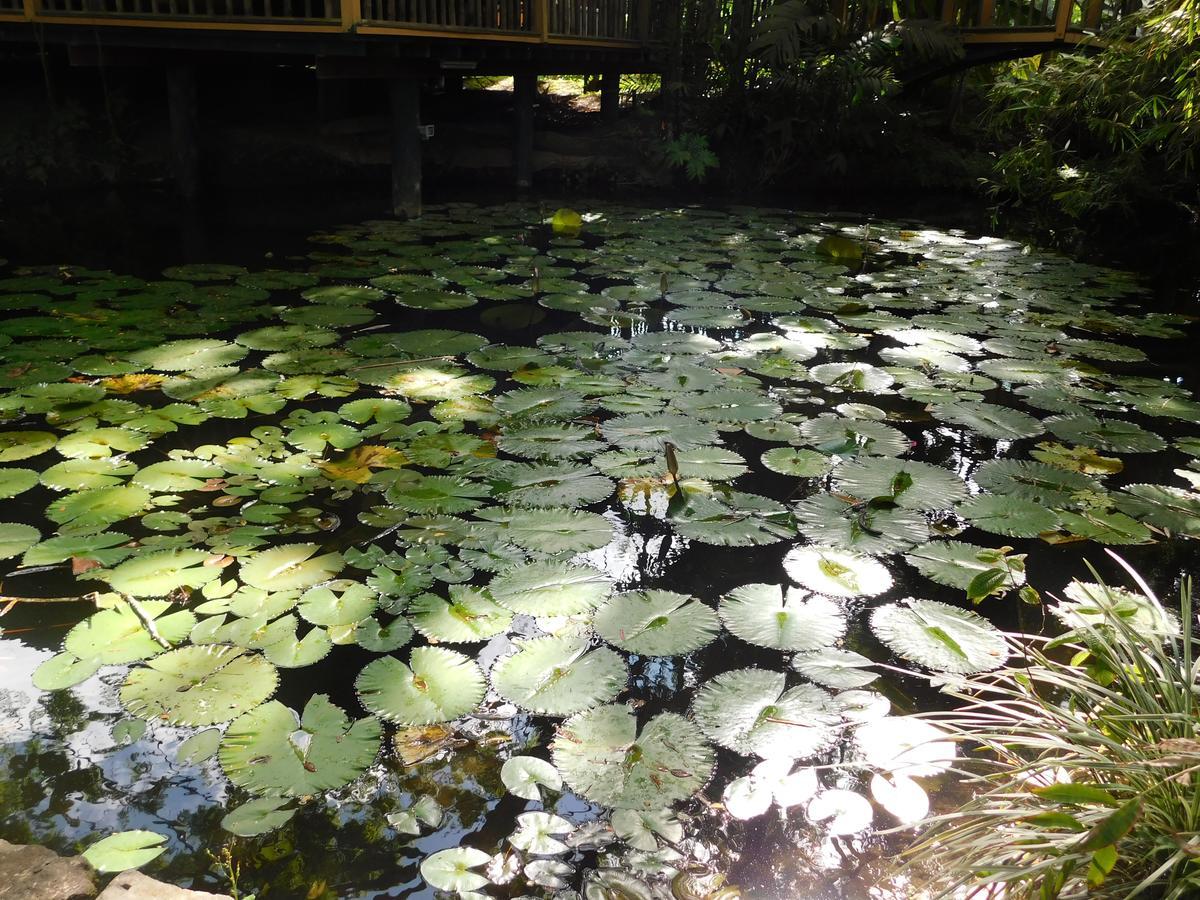 Rainforest Eco Lodge Suva Exterior foto