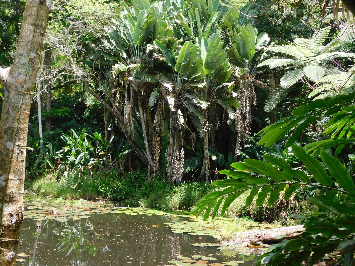 Rainforest Eco Lodge Suva Exterior foto