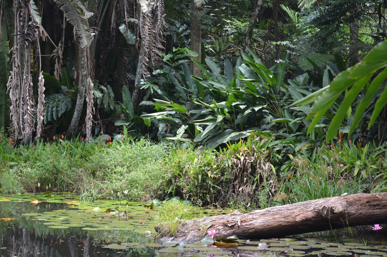 Rainforest Eco Lodge Suva Exterior foto